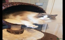 Ragdoll cats for stud: GCCF CHAMPION RAGDOLL STUD in Waterlooville - Image 3