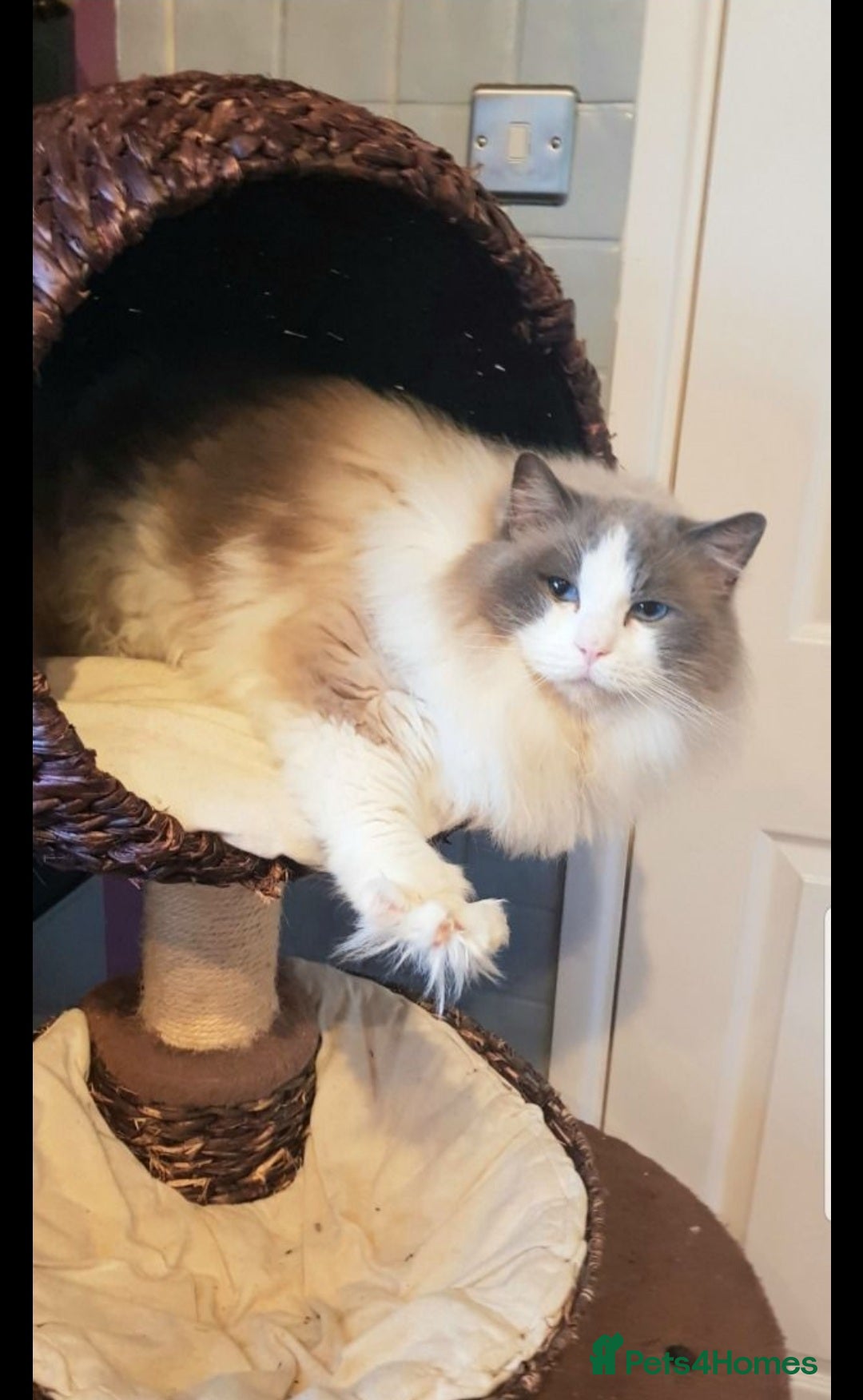 Ragdoll cats for stud: GCCF CHAMPION RAGDOLL STUD in Waterlooville - Image 3