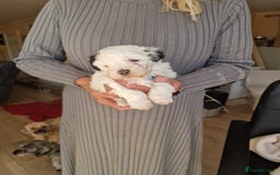 Mixed Breed dogs for sale: 5 week old girl shorkiepoo  - Image 1