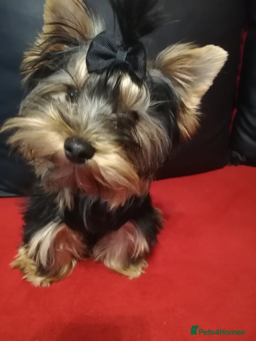 Yorkshire Terrier dogs for stud:  PEDIGREE Yorkshire terrier for STUD  in Hull - Advert 15