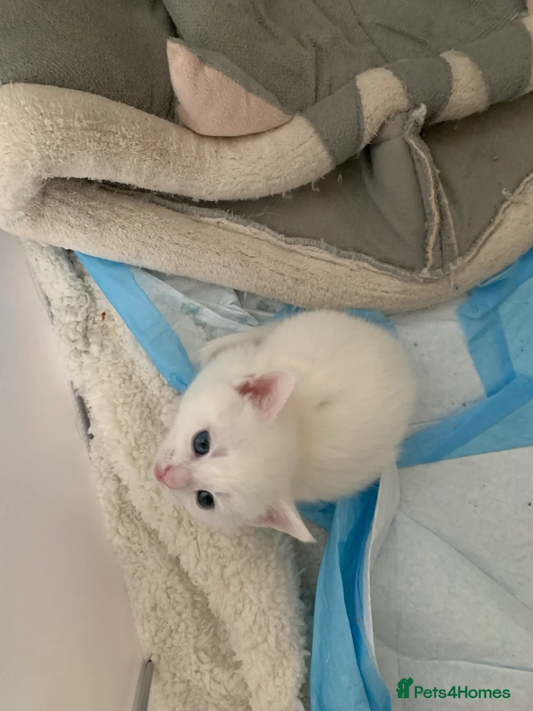 Mixed Breed cats for sale: Cross breed full White & white and ginger kittens  - Advert 2