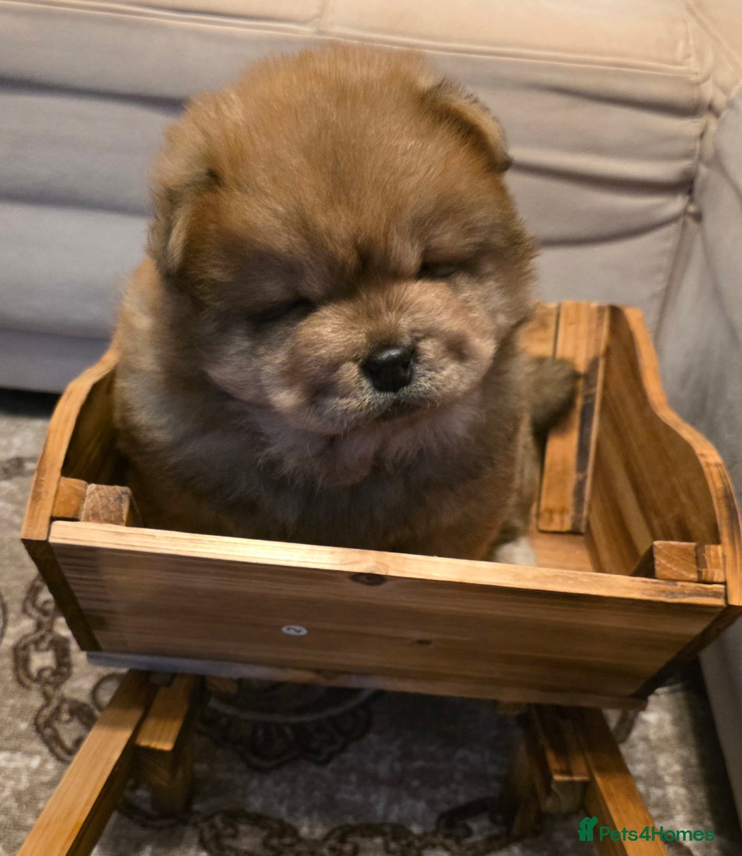 Chow Chow dogs for sale: “Fluffy & Loving Chow Chow Puppy " - Advert 3