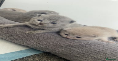 British Shorthair cats - Advert 5