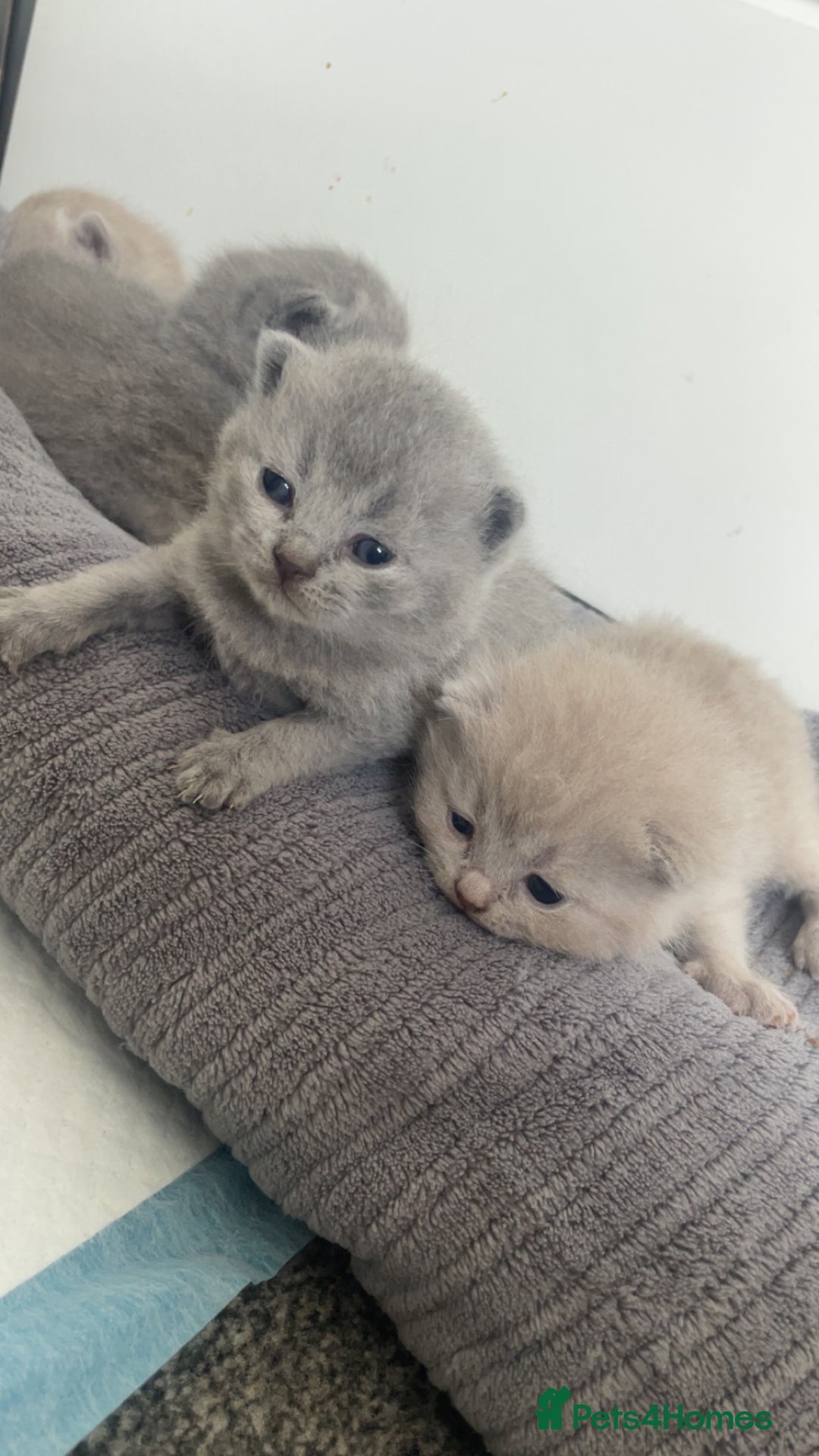 British Shorthair cats for sale: British short hairs - Image 2