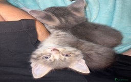Mixed Breed cats for sale: Half ragdoll girl kittens ready now  - Image 10
