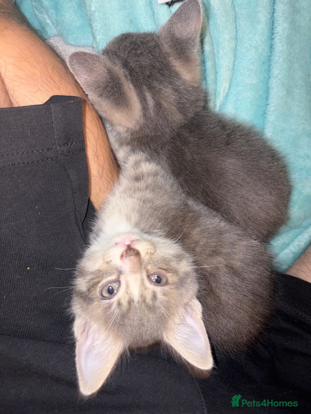Mixed Breed cats for sale: Half ragdoll girl kittens ready now  - Image 10