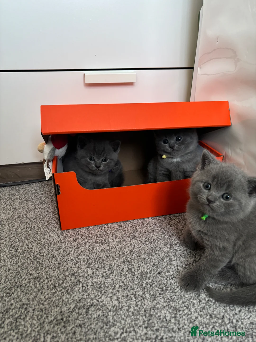 British Shorthair cats for sale: 💙Gorgeous Blue British Shorthair Kittens💙 in London - Advert 2