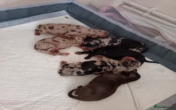 Cocker Spaniel dogs for stud: Proven Merle Cocker Spaniel For Stud in Trimdon Station - Image 1