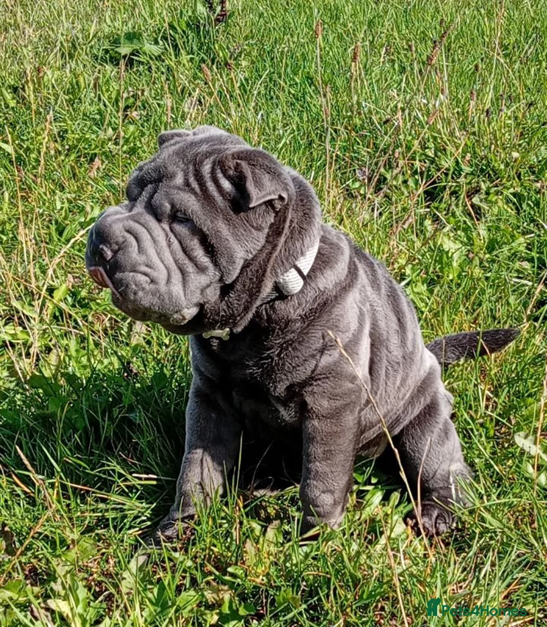 Shar Pei dogs for sale: Blue Shar Pei 12months Female - Advert 2