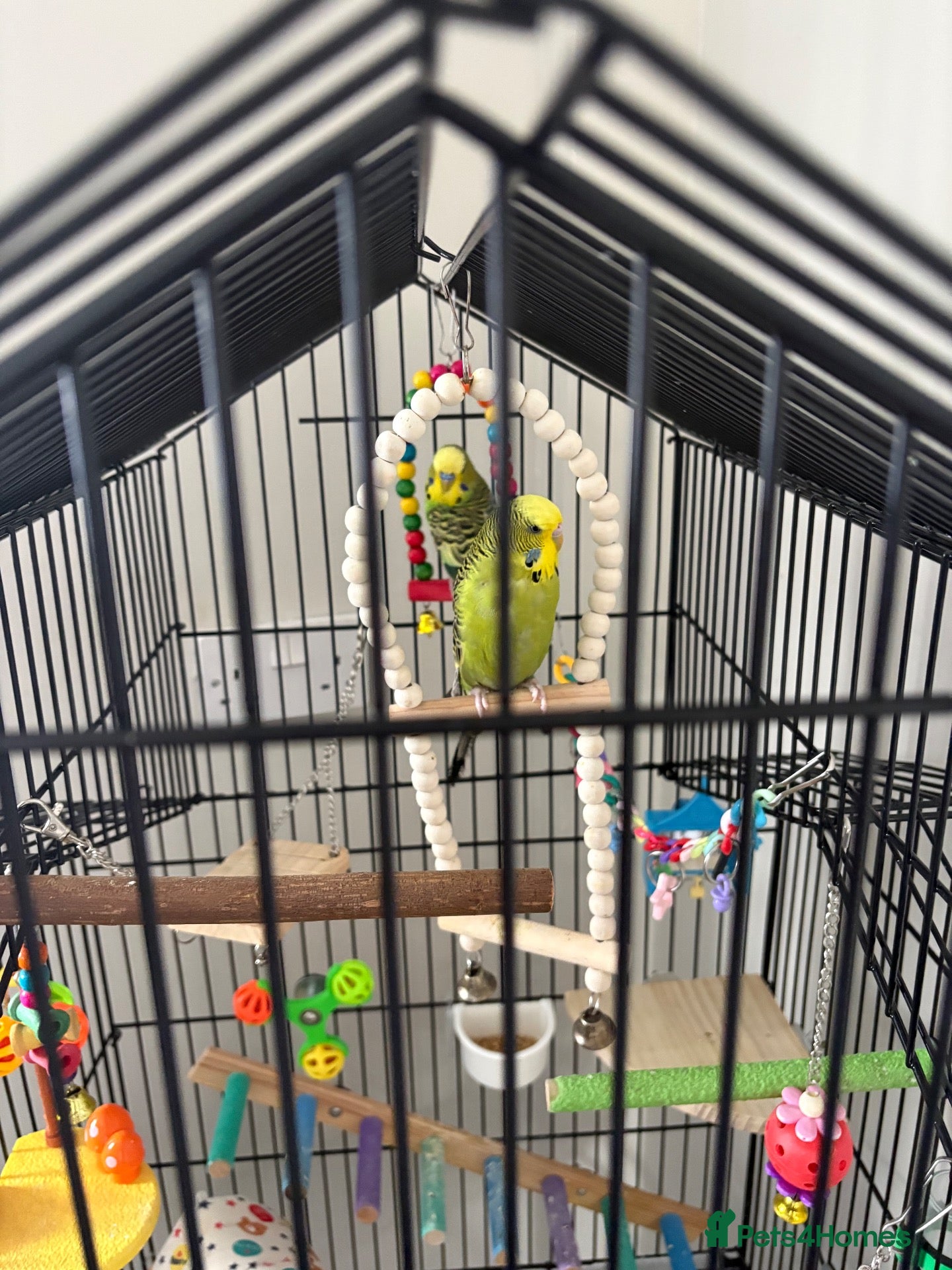 Budgerigars birds Budgies - Advert 1