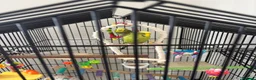Budgerigars birds for sale: Budgies in Gateshead - Advert 1