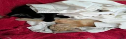 Mixed Breed cats for sale: Kittens  - Advert 5
