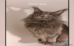 Maine Coon cats for sale: 3 Pedigree Maine Coon Kittens  - Image 8