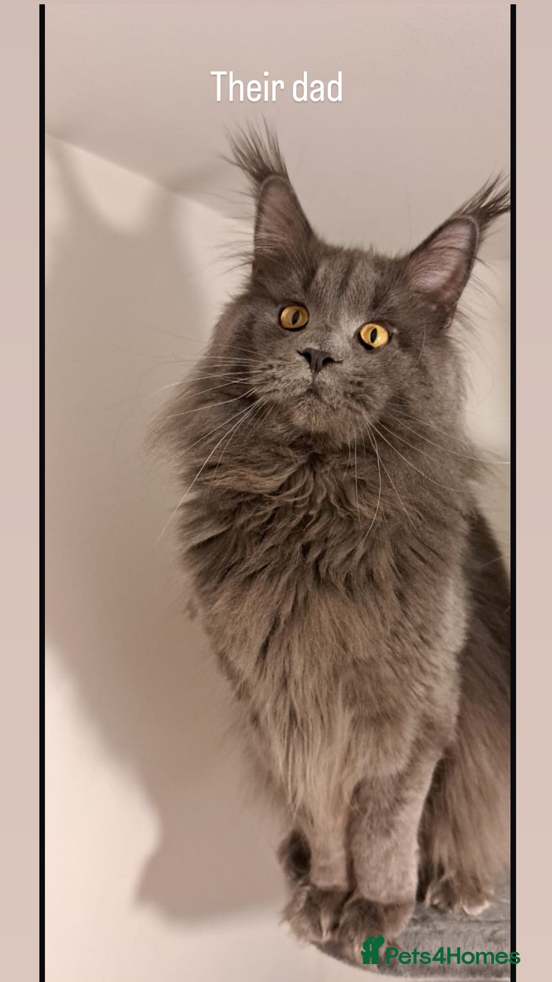 Maine Coon cats for sale: 3 Pedigree Maine Coon Kittens  - Image 8