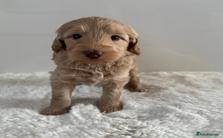 Australian Labradoodle dogs - Advert 1