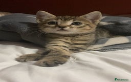 Bengal cats for sale: beautiful bengal kitten  - Image 24