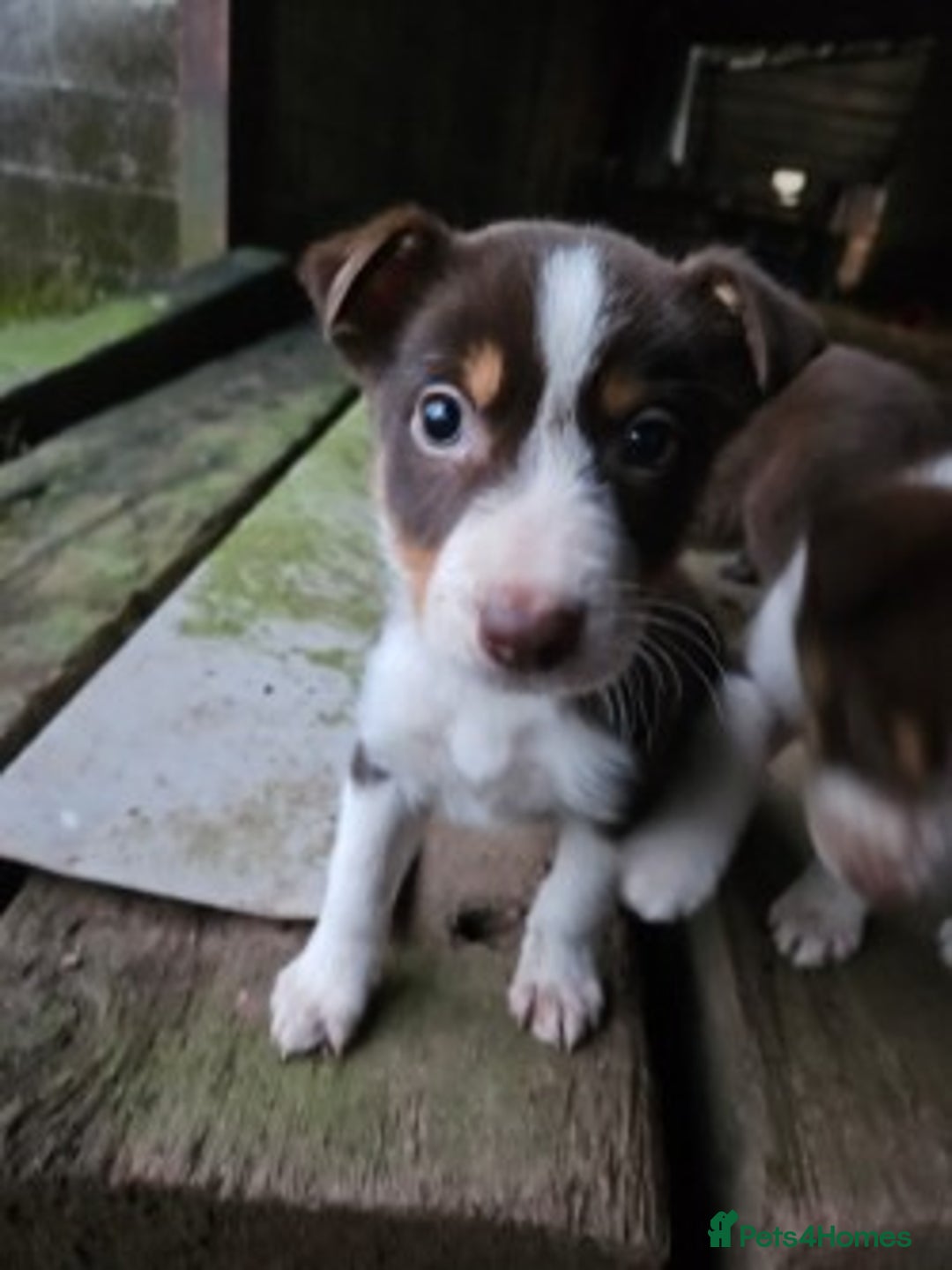 Mixed Breed dogs for sale: brown collie puppies (1 black) - Advert 8