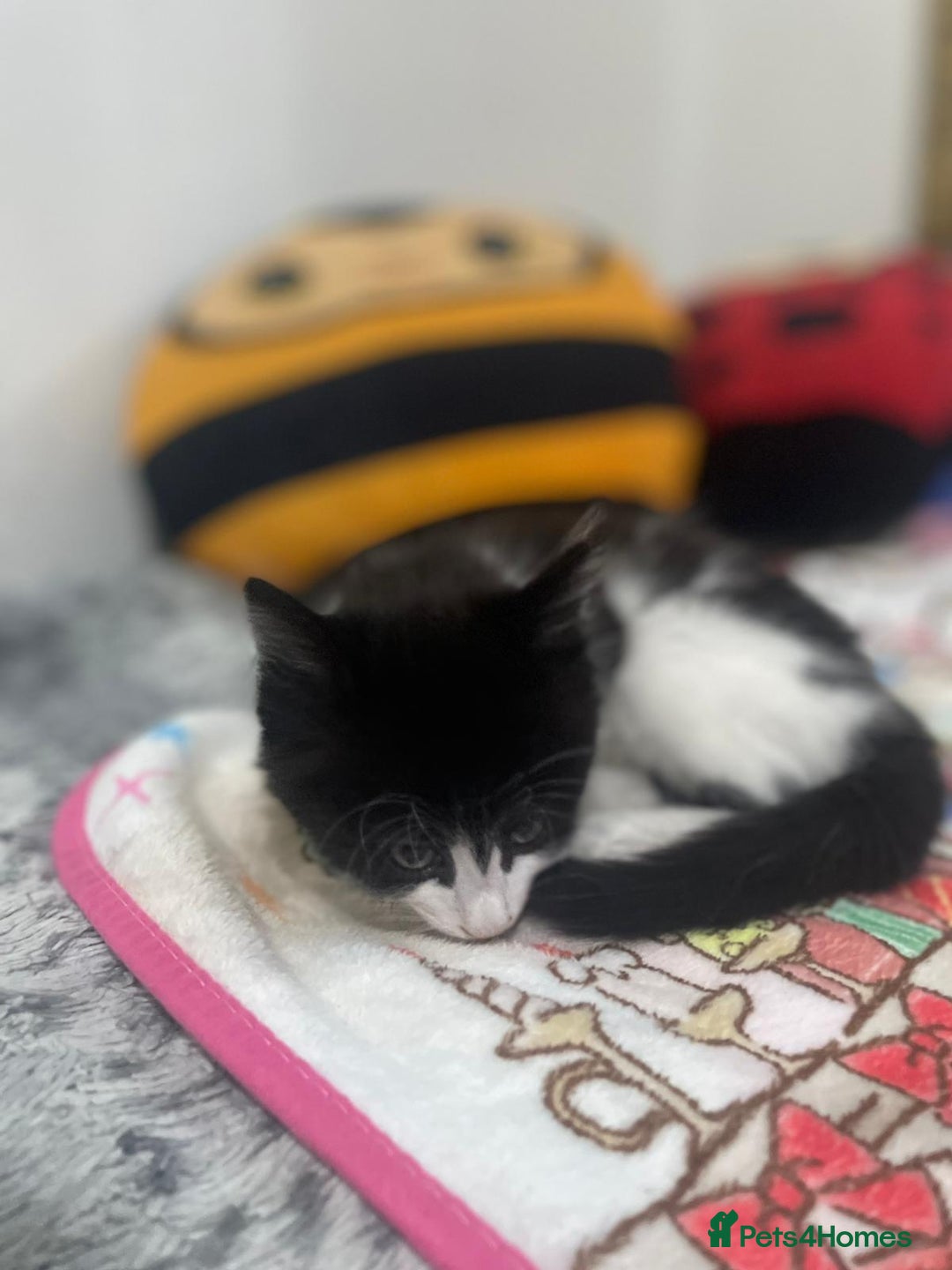 Mixed Breed cats for sale: Mix maine cone kittens  - Image 14