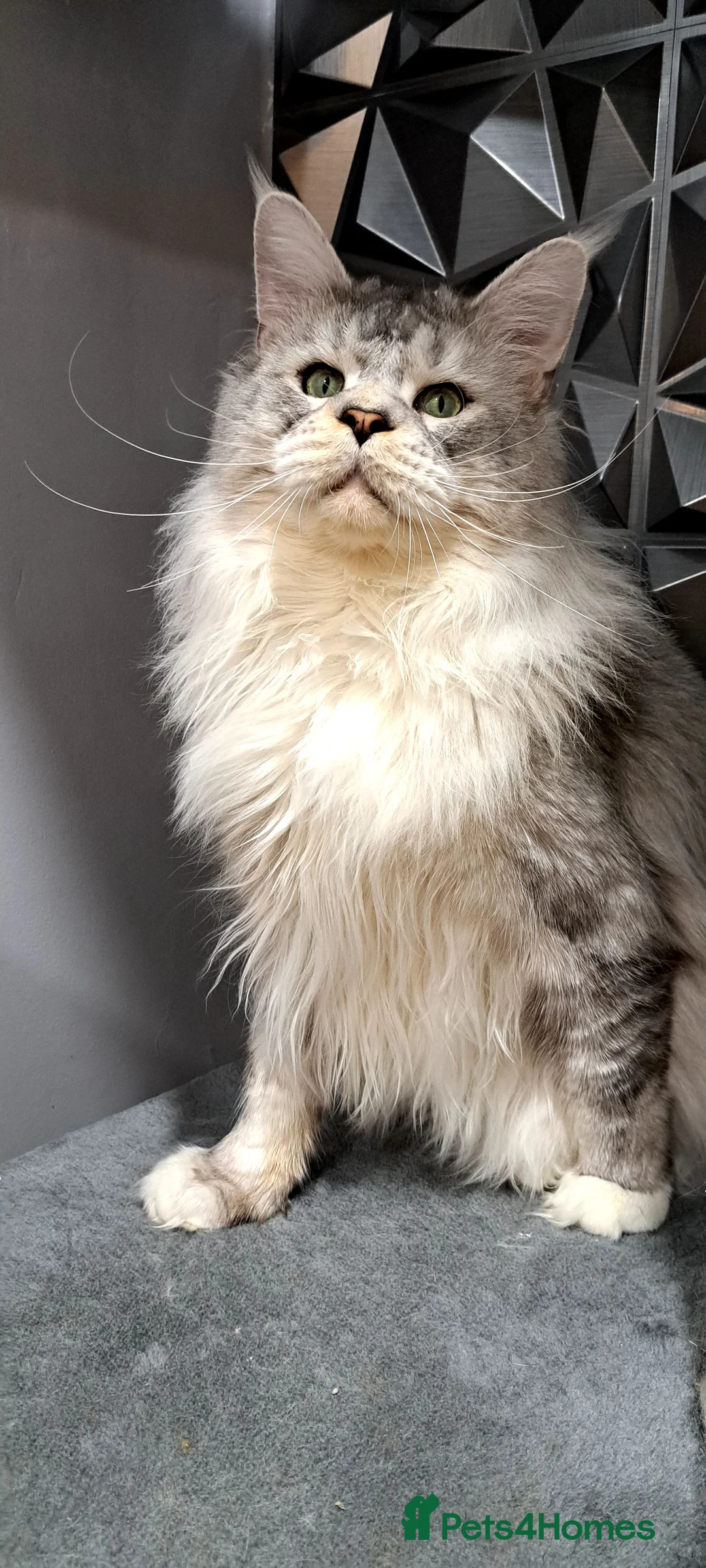 Maine Coon cats for stud: Maine coon boy for stud in London - Advert 4