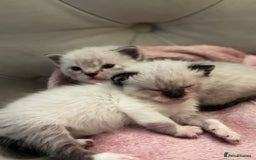 Persian cats for sale: Adorable Persian × Bengal Kittens  - Image 16