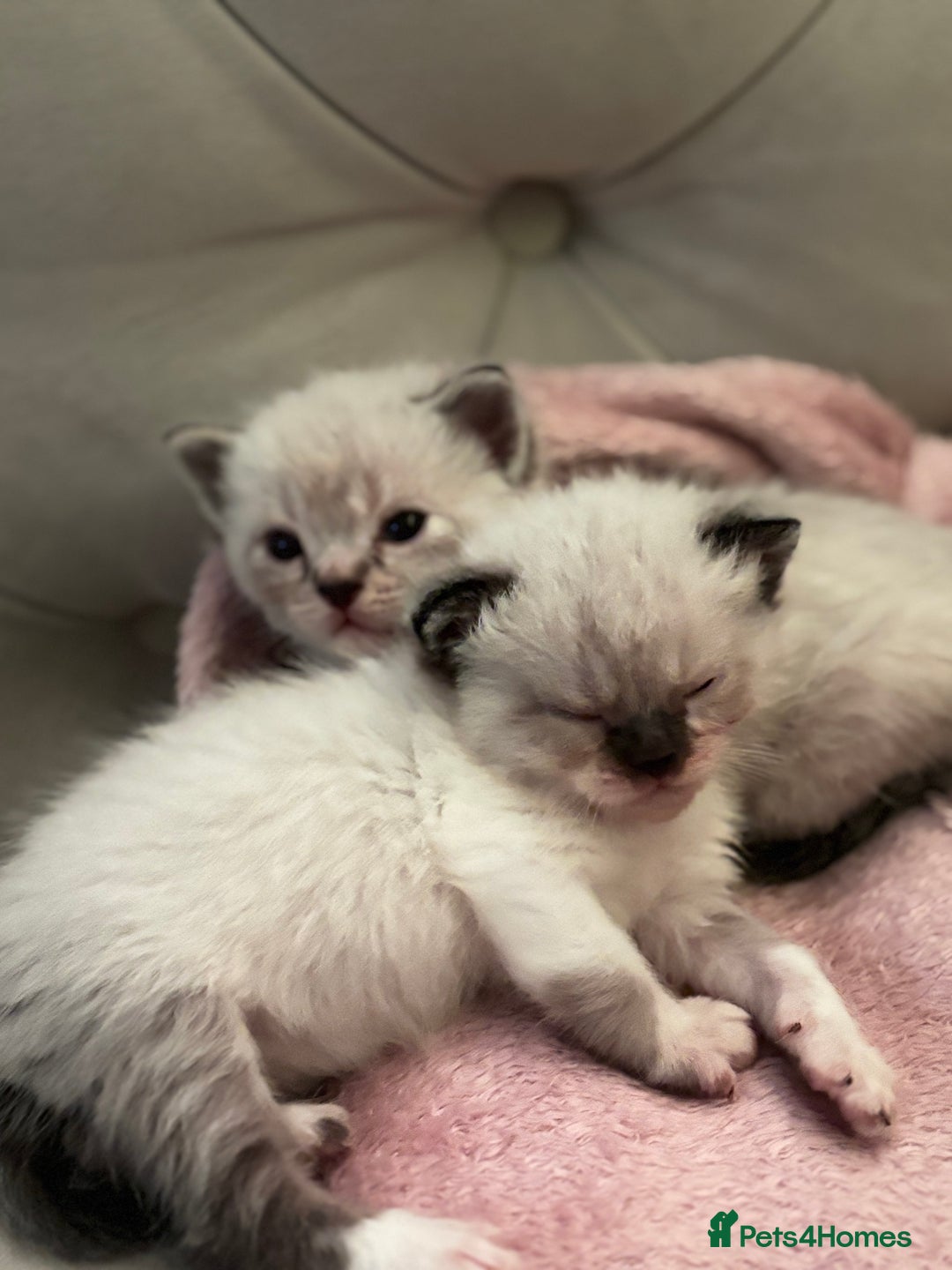 Persian cats for sale: Adorable Persian × Bengal Kittens  - Image 16