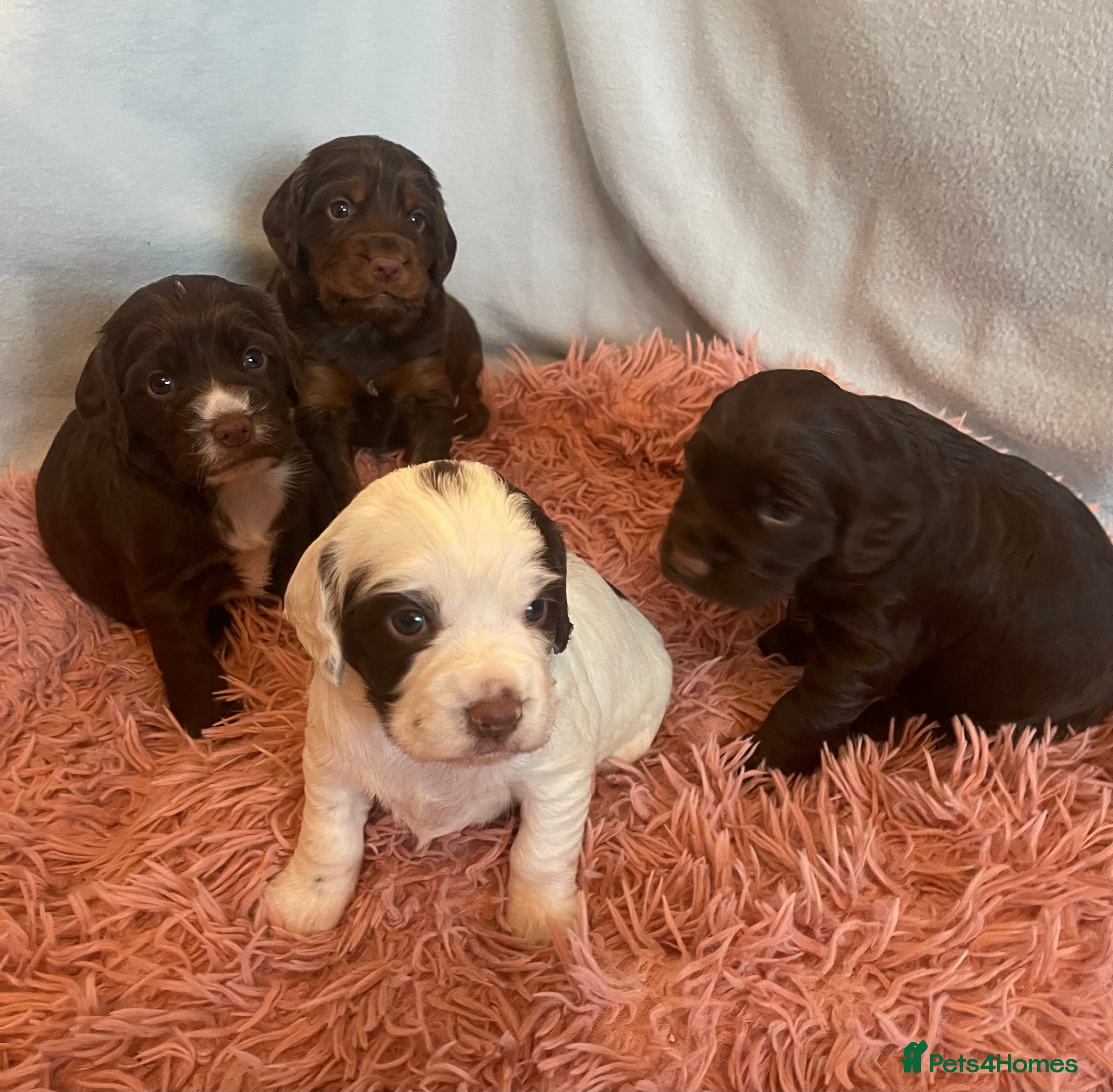 Cocker Spaniel dogs Holistic & Raw Fed Working Cocker Spaniels - Advert 1