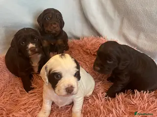 Cocker Spaniel dogs Holistic & Raw Fed Working Cocker Spaniels - Advert 1