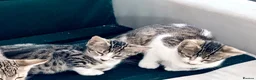 Bengal cats for sale: Adorable kittens - Advert 5
