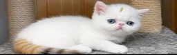 Exotic cats for sale: Extremely rare exotic female kitten - Advert 5