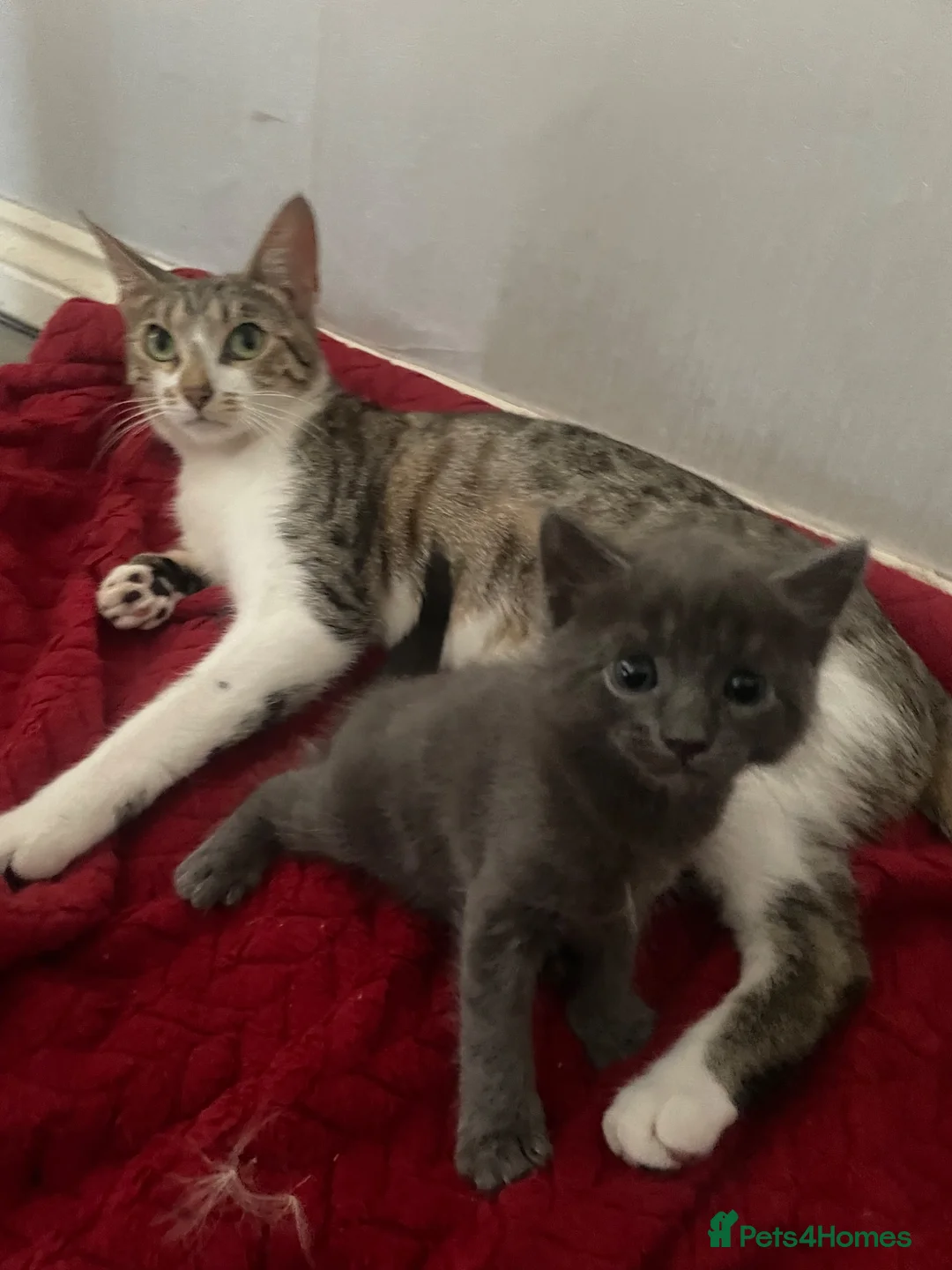 Mixed Breed cats for sale: A beautiful blue grey boy - Advert 4