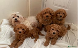 Maltipoo dogs for sale: Extensively DNA tested clear maltipoos - Image 3