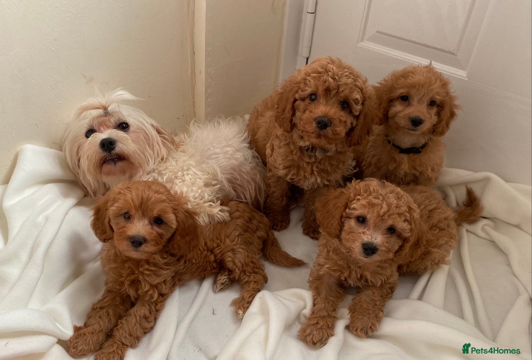 Maltipoo dogs for sale: Extensively DNA tested clear maltipoos - Image 3