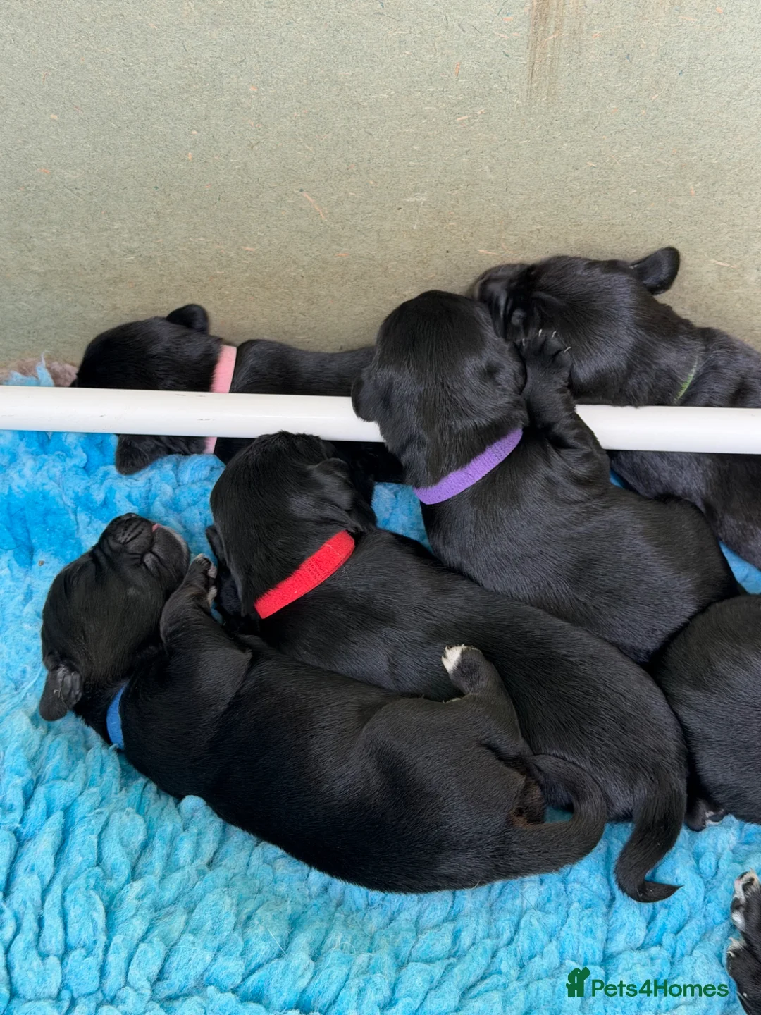 Springador dogs for sale: Springador puppies for sale in Wisbech - Advert 8