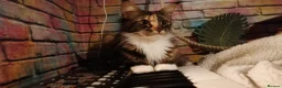 Maine Coon cats for sale: New home for Bonnie  - Advert 9
