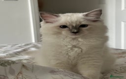 Ragdoll cats for sale: Ragdoll kitten boy, READY TO LEAVE in Bournemouth - Image 1