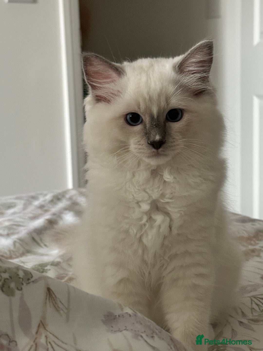 Ragdoll cats for sale: Ragdoll kitten boy, READY TO LEAVE in Bournemouth - Image 1
