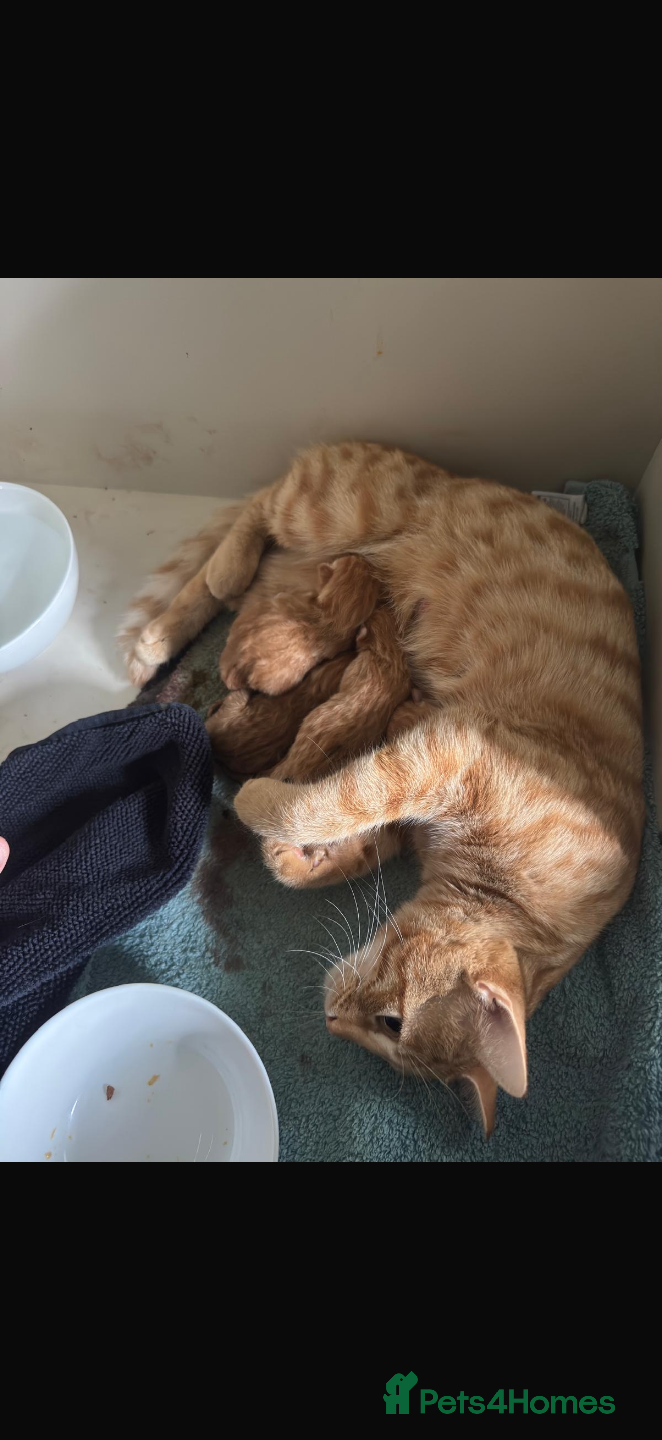 Toyger cats One female Toyger kitten for sale  - Advert 7