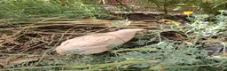 Quail poultry for sale: Mixed Colour Male Coturnix Quails - Advert 3