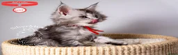 Maine Coon cats for sale: 💚Stunning XL TICA-registered Maine Coon Kittens  - Advert 6