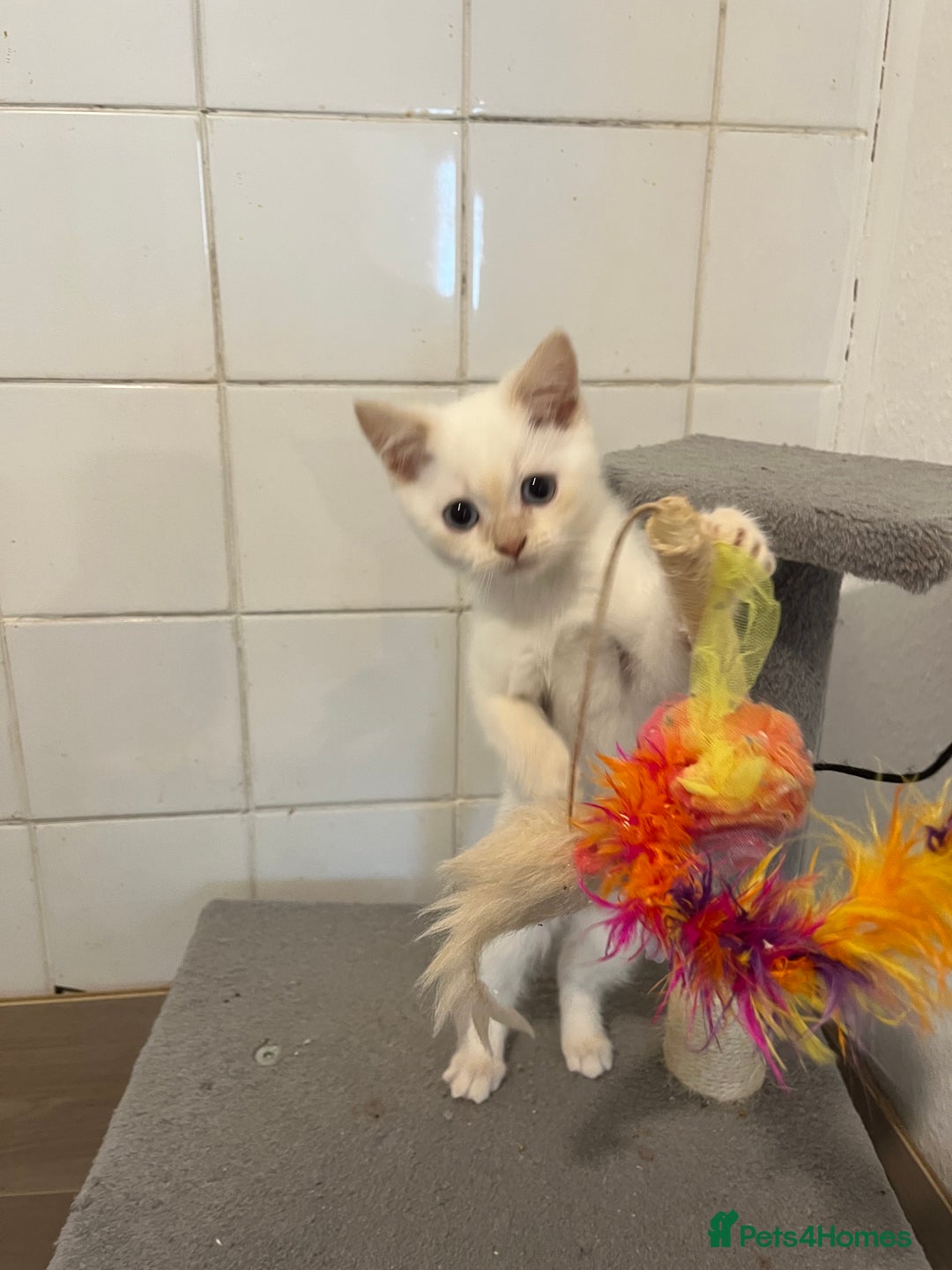 Ragdoll cats for sale: Ragdoll x Persian kittens  - Image 4