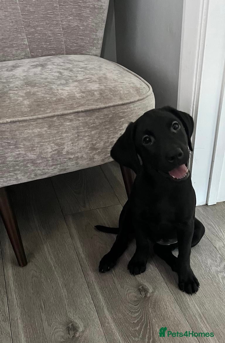 Labrador Retriever dogs 1 Girl left! Beautiful KC Labrador Puppies - Advert 2