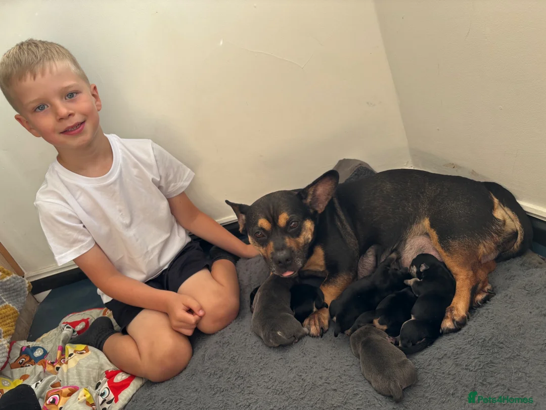 Mixed Breed dogs for sale: Beautiful puppy’s  - Advert 2