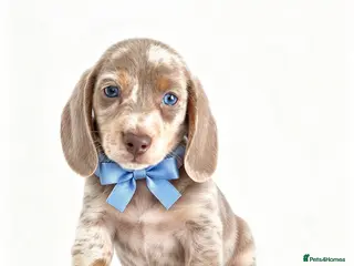 Miniature Dachshund dogs Miniature dachshund puppies - Advert 2