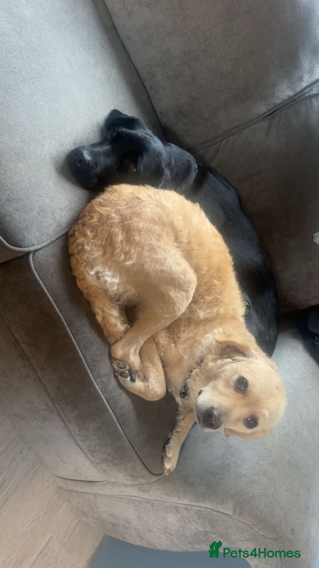 Mini Goldendoodle dogs for sale: Curly - Advert 4