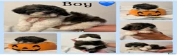 Shih Tzu dogs for sale: 9 beautiful Shih Tuz pups 🩷💙 - Advert 5