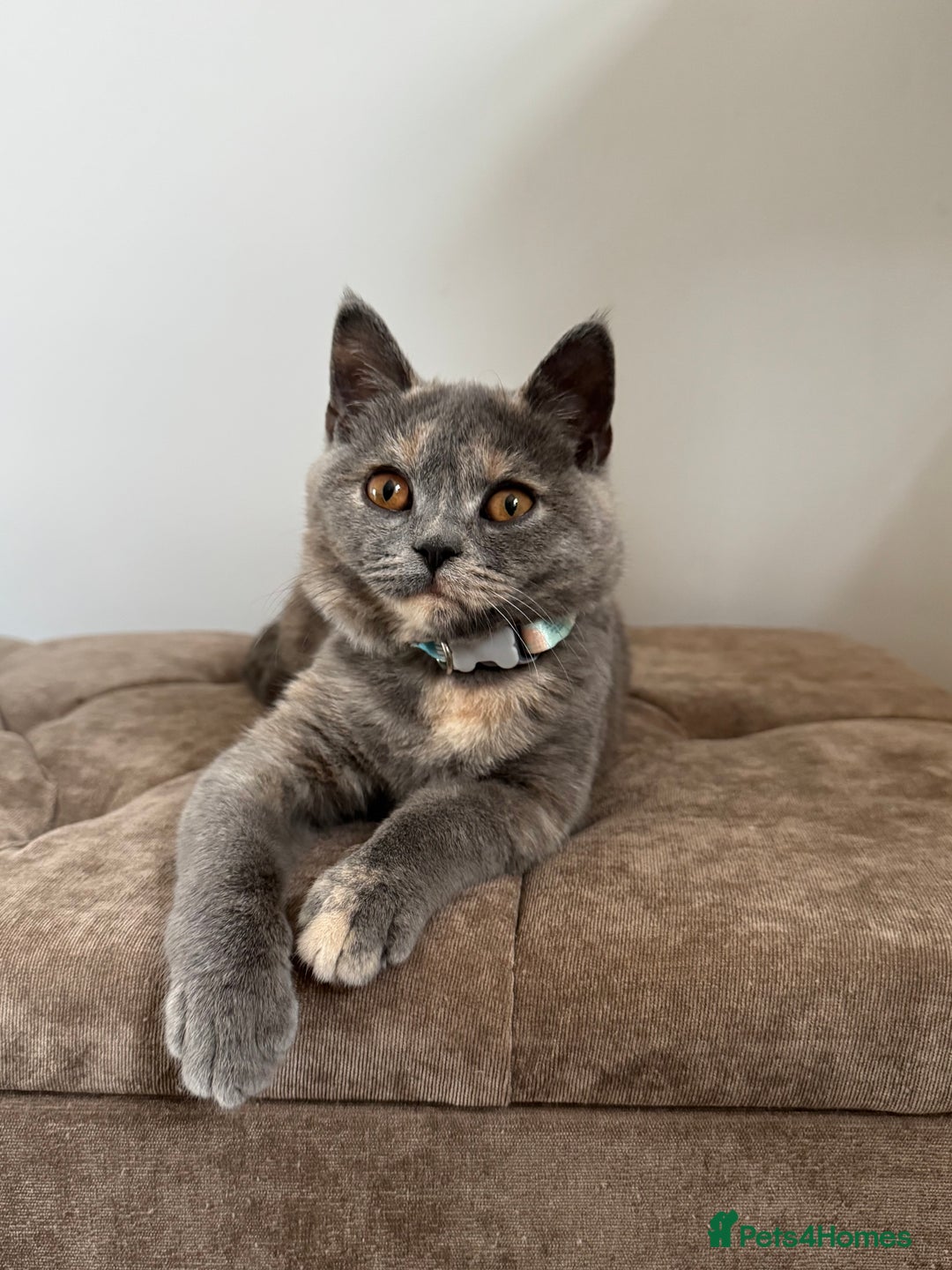 British Shorthair cats for sale: British Short Hair Kitten please read description - Image 5