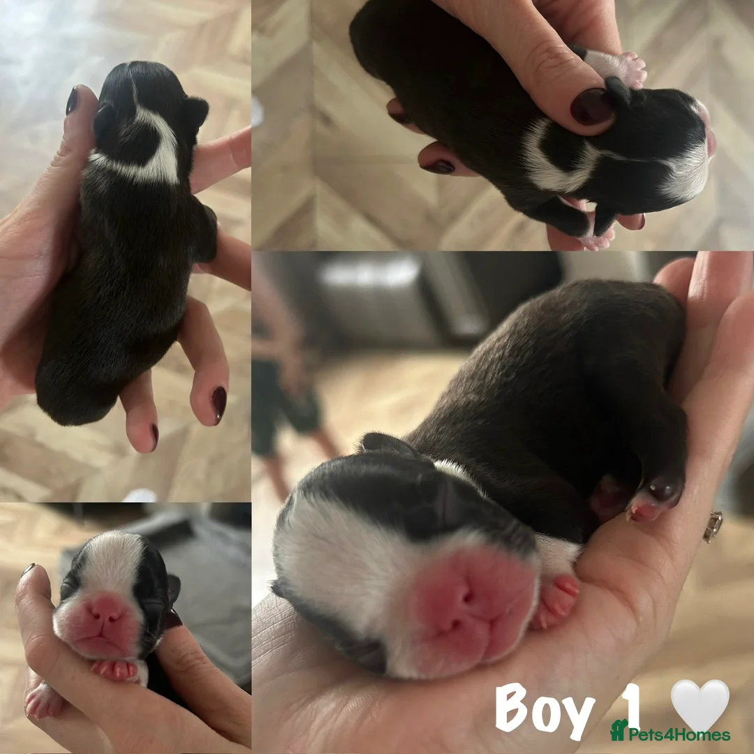 Boston Terrier dogs for sale: Willow’s Lovely Puppies 🐾 - Advert 8