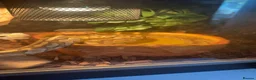 Python Snake reptiles for sale: Ball python  in Heathfield - Advert 3