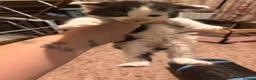 Mixed Breed cats for sale: Beautiful kittens - Advert 5
