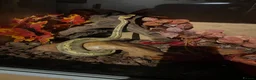 Python Snake reptiles for sale: Champagne ball python (With full set-up) - Advert 2